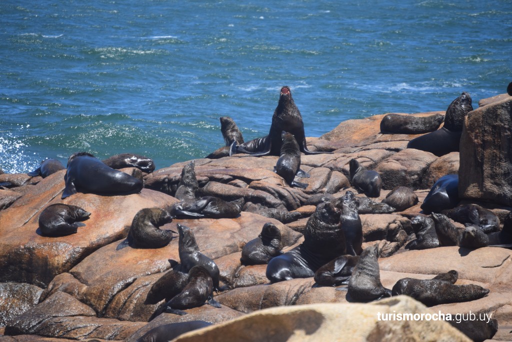 Cabo Polônio e Sul do RS – Uma Aventura Internacional Inesquecível!
