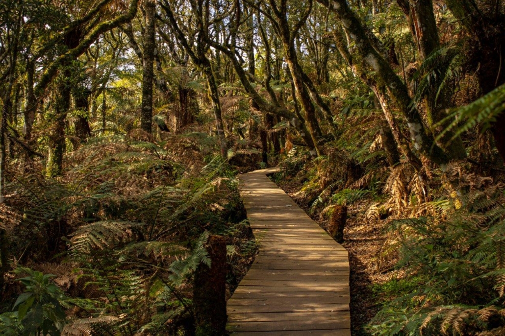 Serra Catarinense – Um Roteiro Fantástico que Vai Surpreender Você!